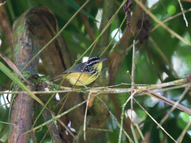 Yellow-breasted Warbling-Antbird, Photos 3