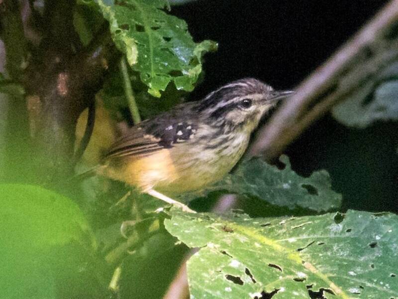 Yellow-breasted Warbling-Antbird, Photos 2
