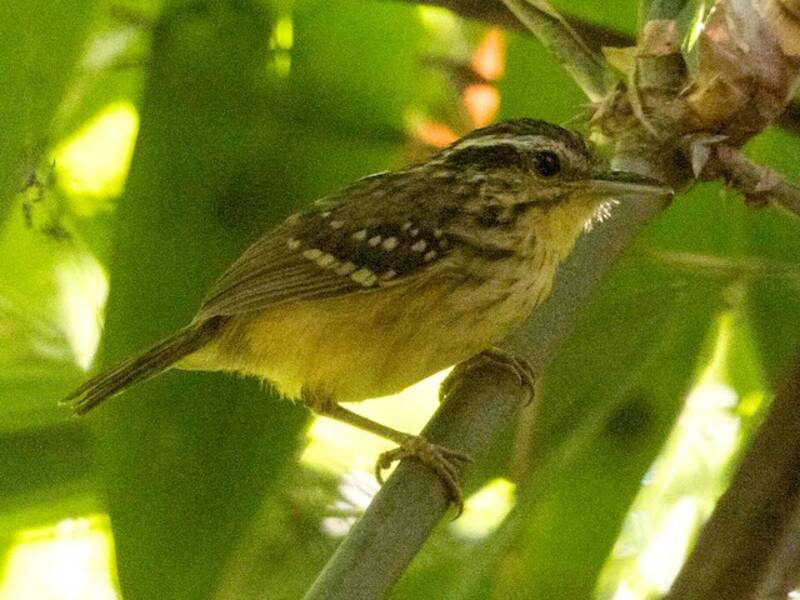 Yellow-breasted Warbling-Antbird