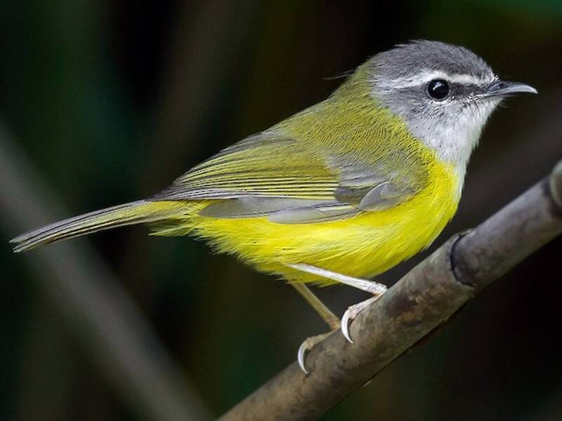 Yellow-bellied Warbler, Photos 3