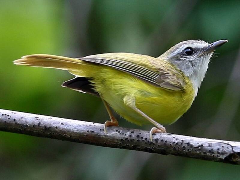 Yellow-bellied Warbler, Photos 4