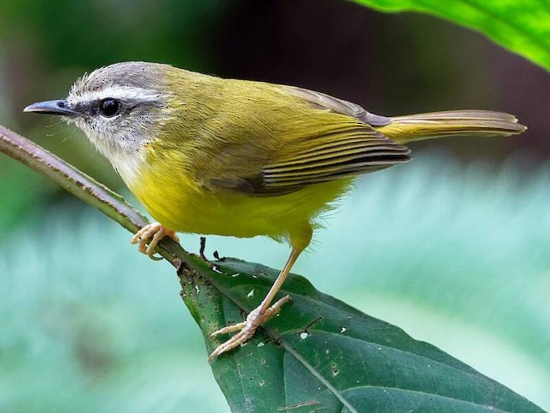 Yellow-bellied Warbler, Photos 2