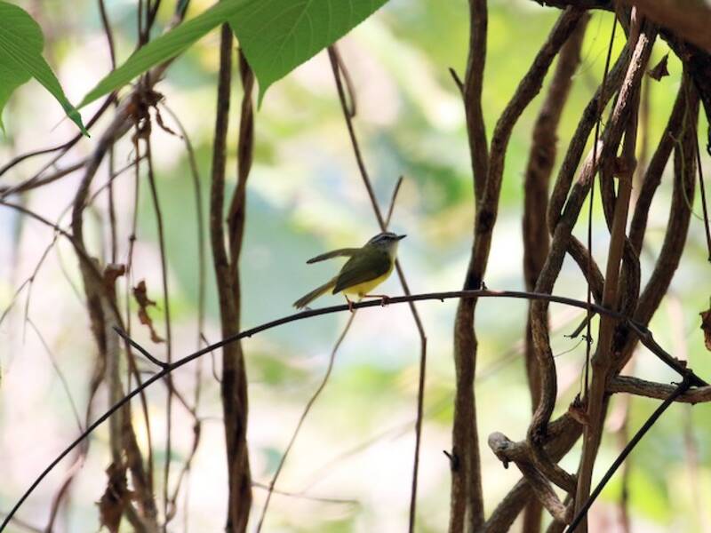 Yellow-bellied Warbler