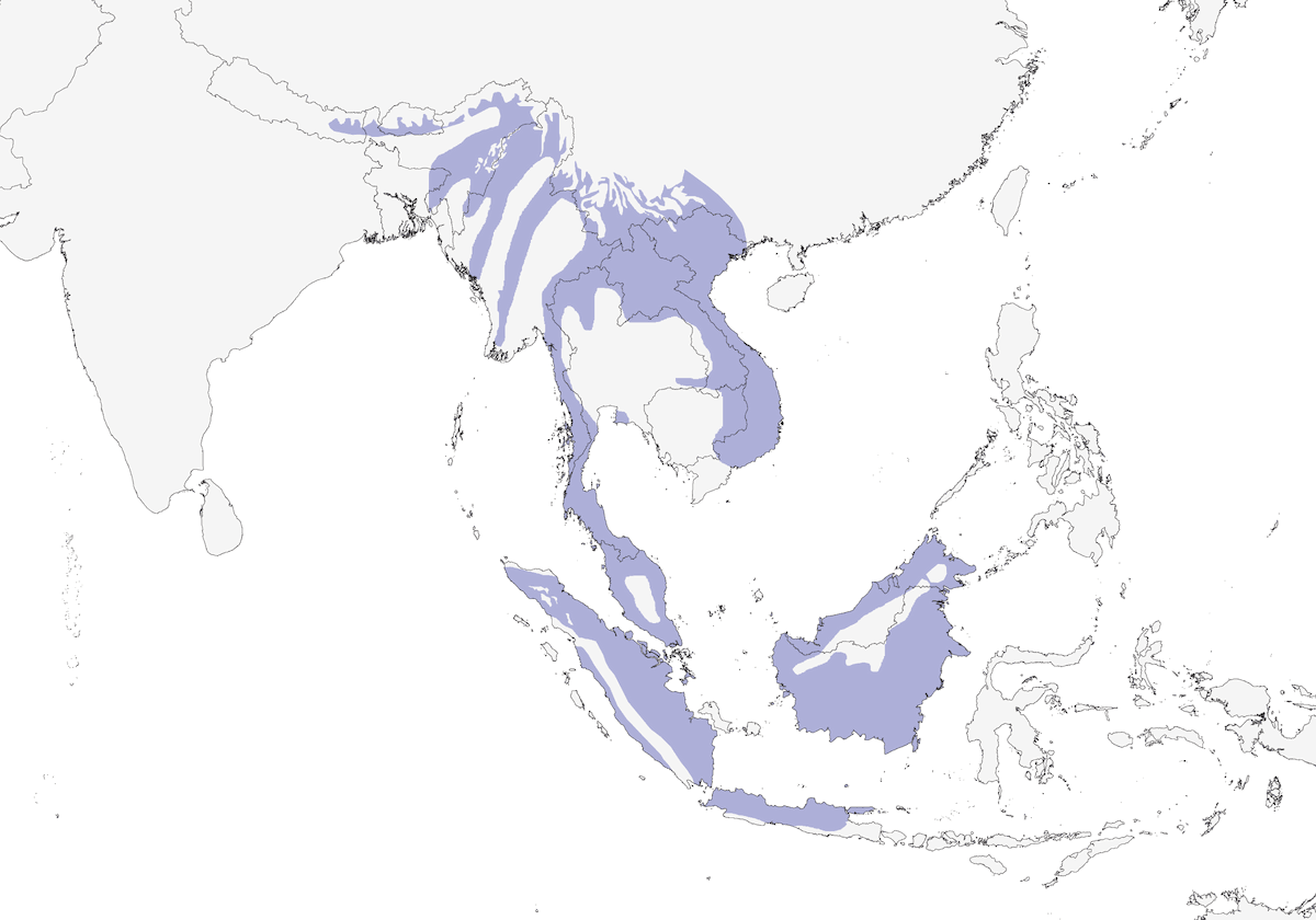 Yellow-bellied Warbler, Distribution 1