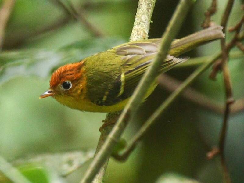 Yellow-breasted Warbler, 照片 2