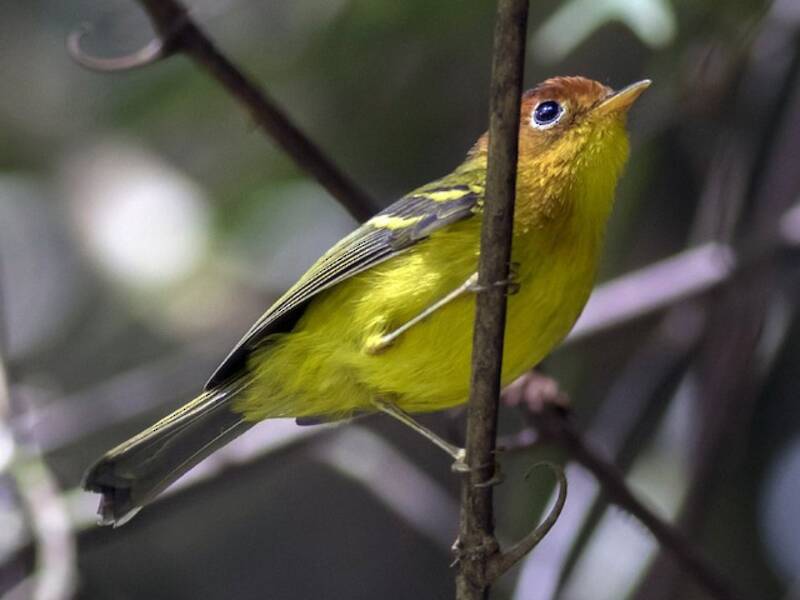 Yellow-breasted Warbler, 照片 3