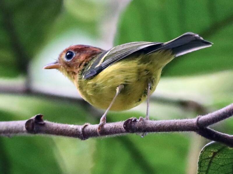 Yellow-breasted Warbler, 照片 4