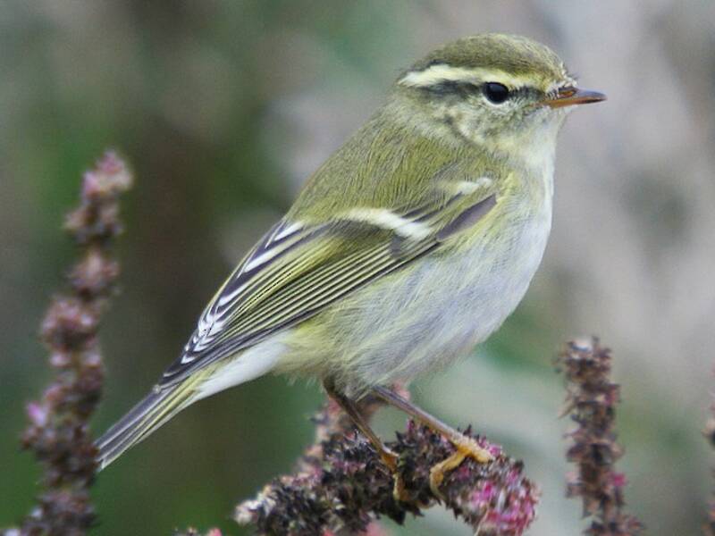 Yellow-browed Warbler, 照片 3