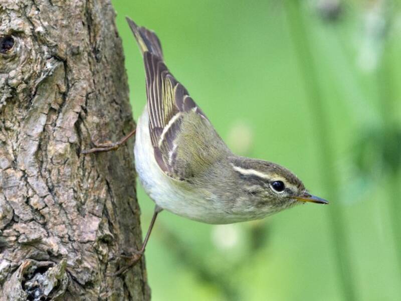 Yellow-browed Warbler, 照片 4
