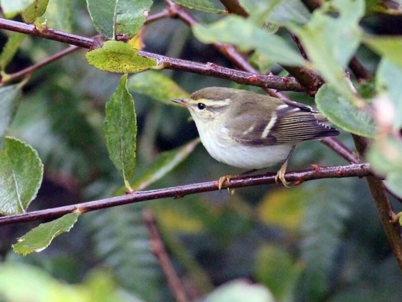 Yellow-browed Warbler