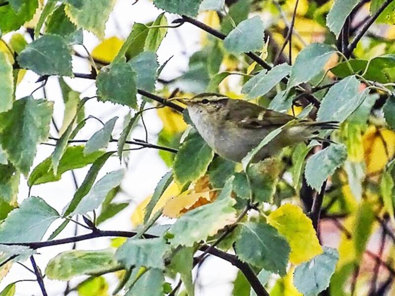 Yellow-browed Warbler, 照片 2