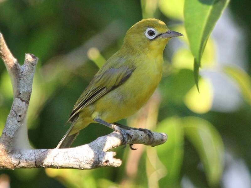 Occhialino ventre giallo limone, Foto 2