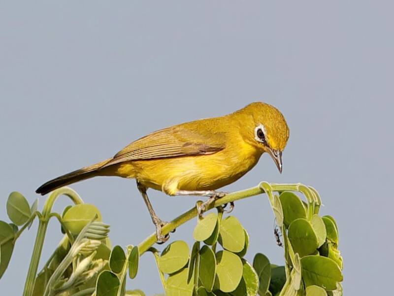 Occhialino ventre giallo limone, Foto 3