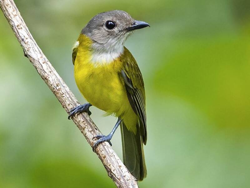 Pachiachefalo ventre giallo, Foto 4