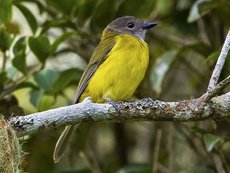 Pachiachefalo ventre giallo, Foto 3