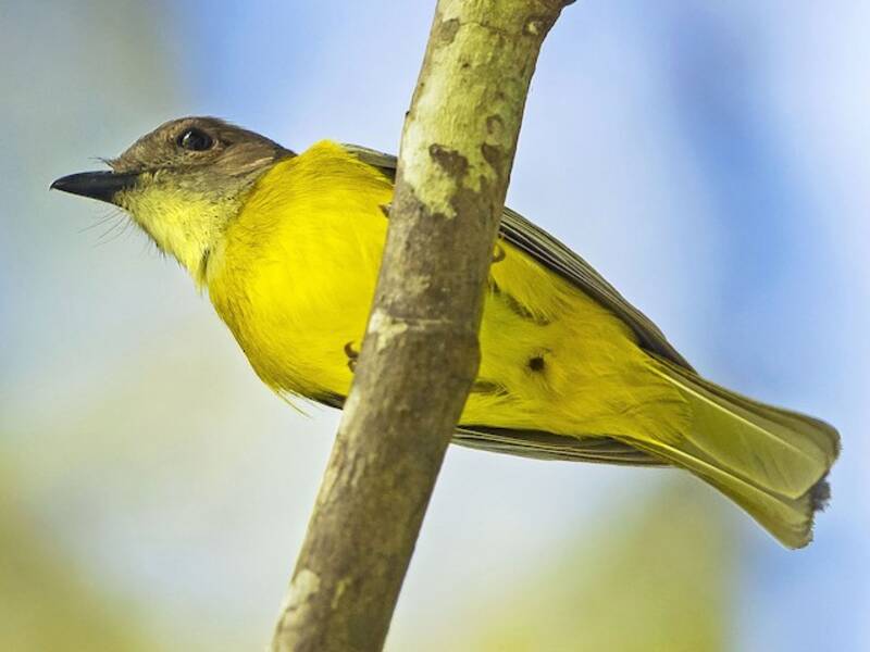Pachiachefalo ventre giallo, Foto 2