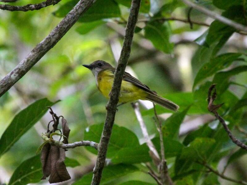 Pachiachefalo ventre giallo - Pachycephala philippinensis
