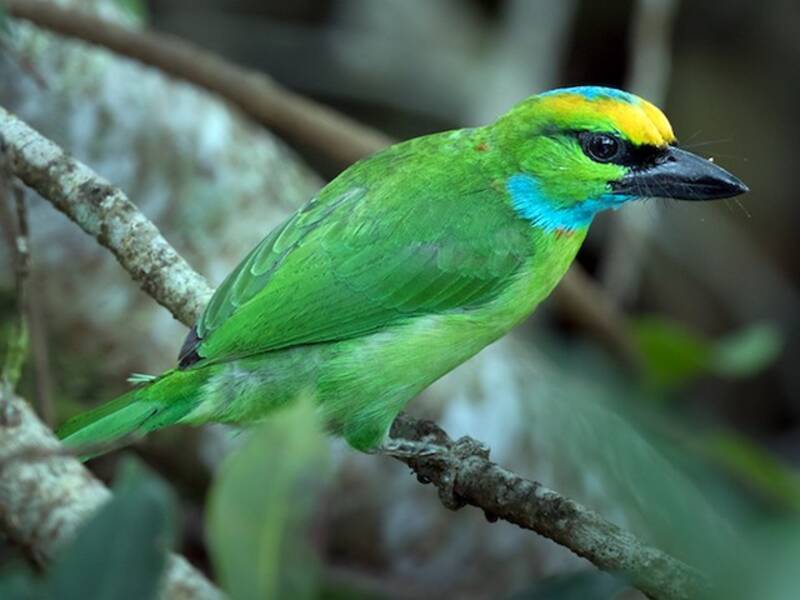 Barbudo Coroniamarillo
