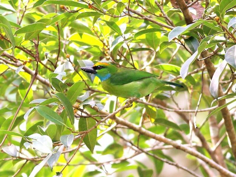 Barbudo Coroniamarillo, Fotos 4