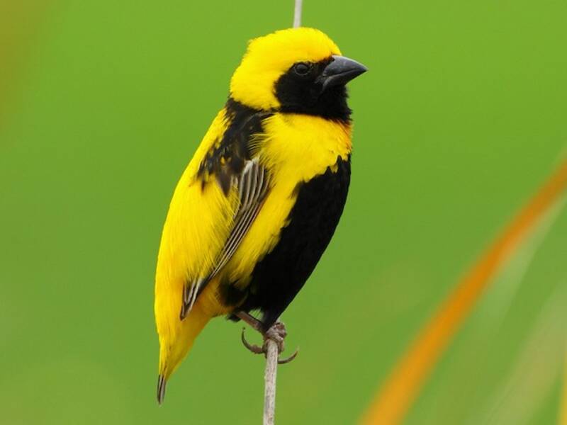 Yellow-crowned Bishop, Photos 4