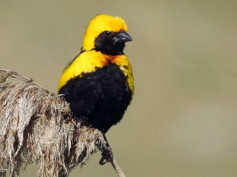 Vescovo corona gialla