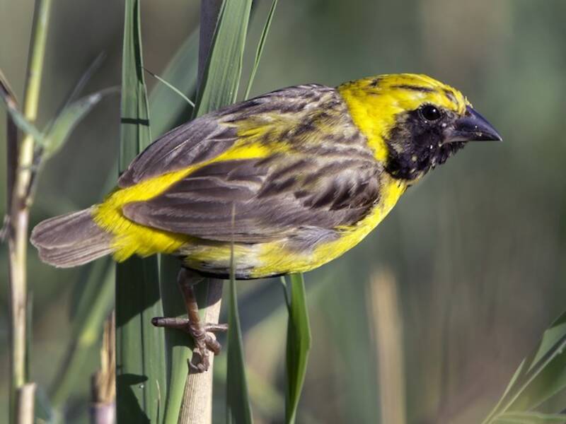 Yellow-crowned Bishop, Photos 3