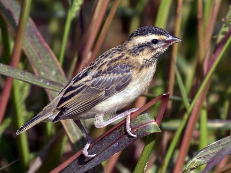 Yellow-crowned Bishop, Photos 2