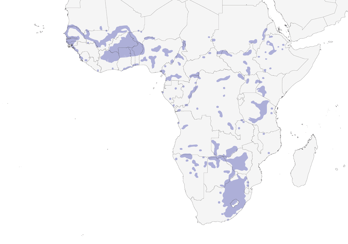 Yellow-crowned Bishop, Distribution 1