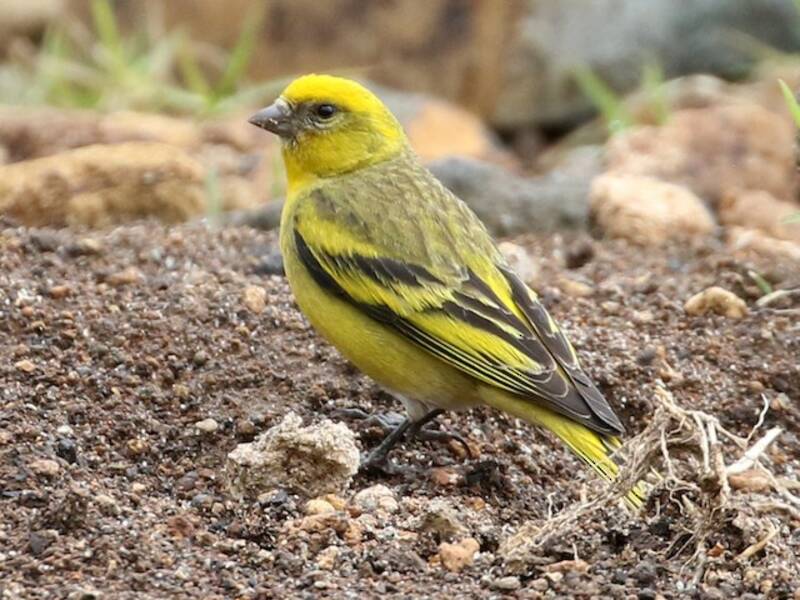 Canarino dalla corona gialla