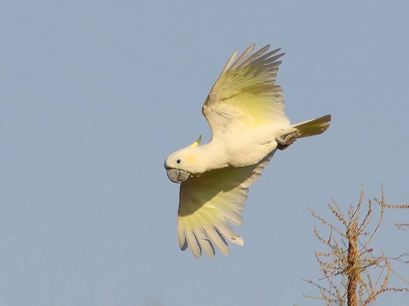 Yellow-crested Cockatoo, 照片 4
