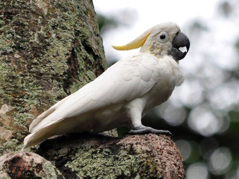 Yellow-crested Cockatoo, 照片 2