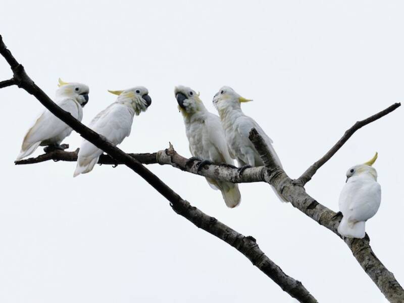 Yellow-crested Cockatoo