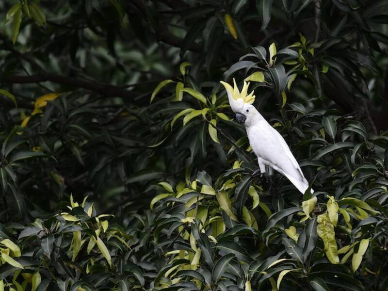 Yellow-crested Cockatoo, 照片 3