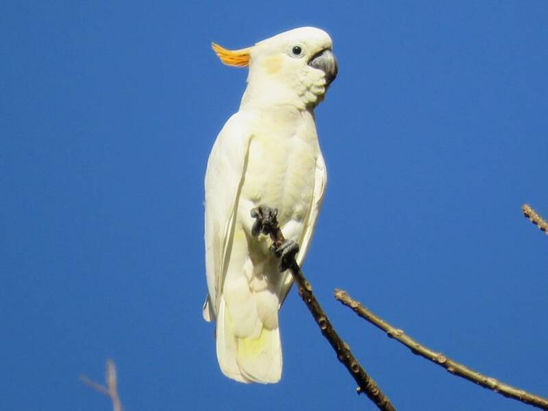 Cacatua crestacitrina, Foto 3