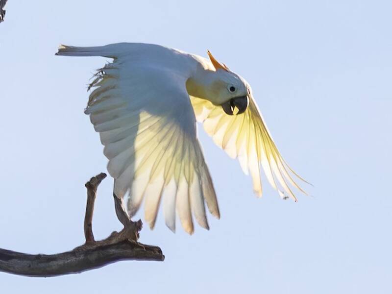 Cacatua crestacitrina, Foto 4