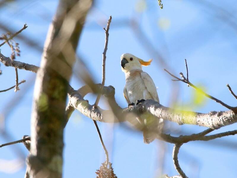 Cacatua crestacitrina, Foto 2