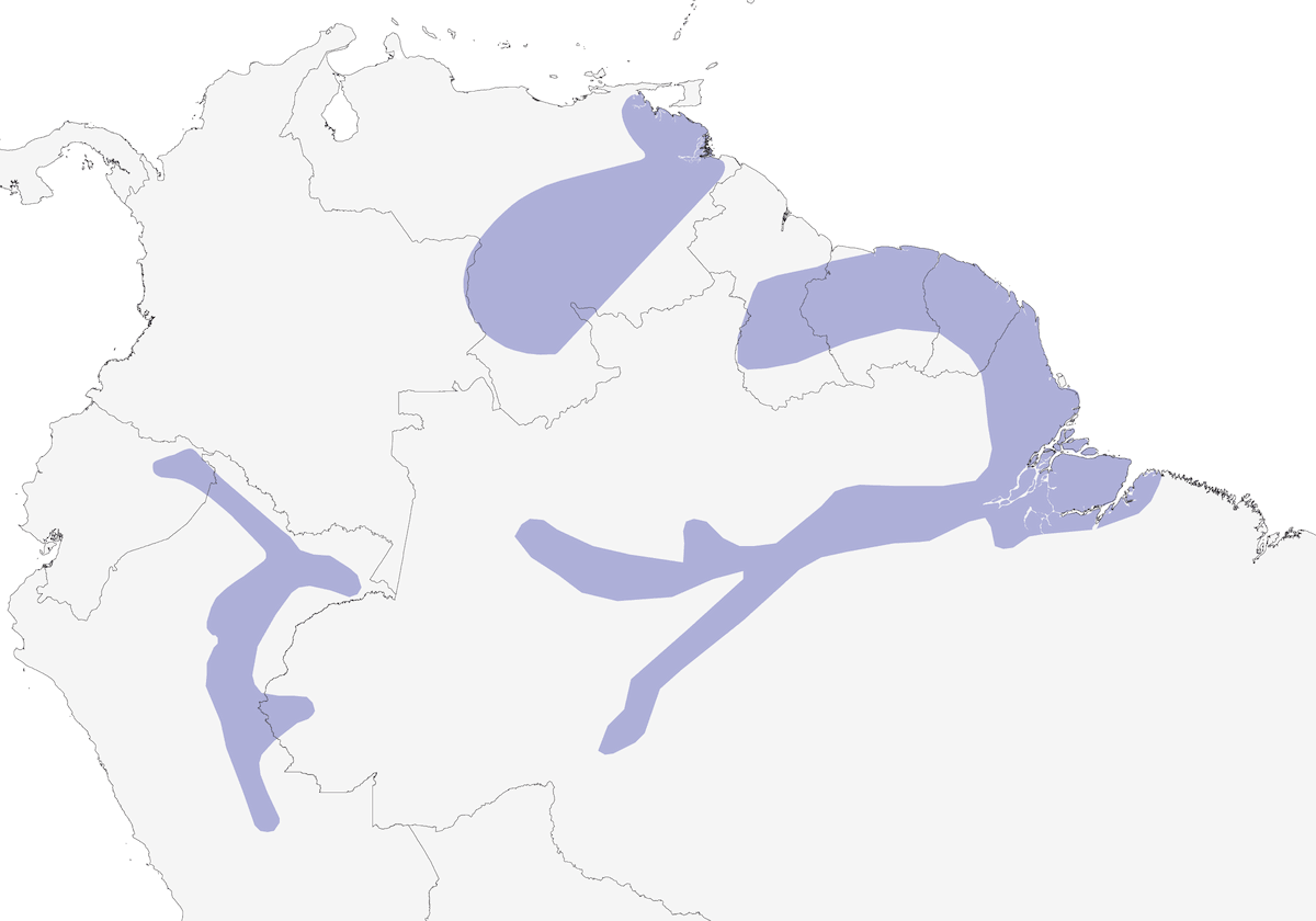 Elenia dalla corona gialla, Distribuzione 1