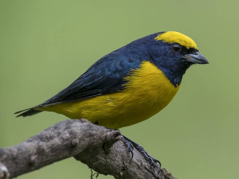 Yellow-crowned Euphonia, 照片 3