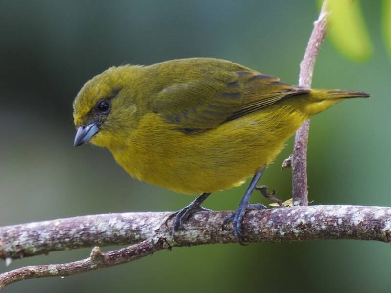 Yellow-crowned Euphonia