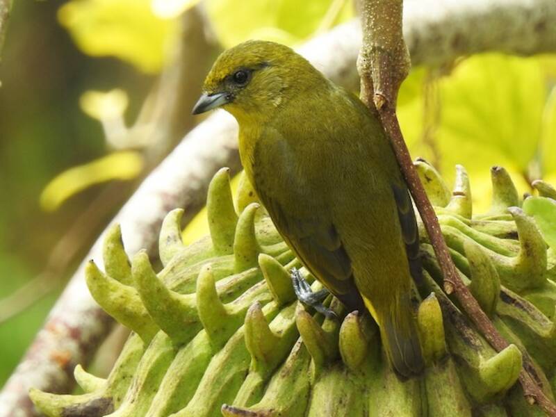 Yellow-crowned Euphonia, 照片 2