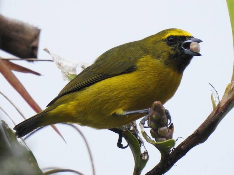 Yellow-crowned Euphonia, 照片 4