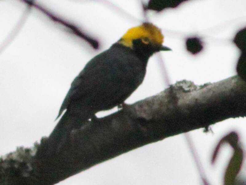 Yellow-crested Helmetshrike