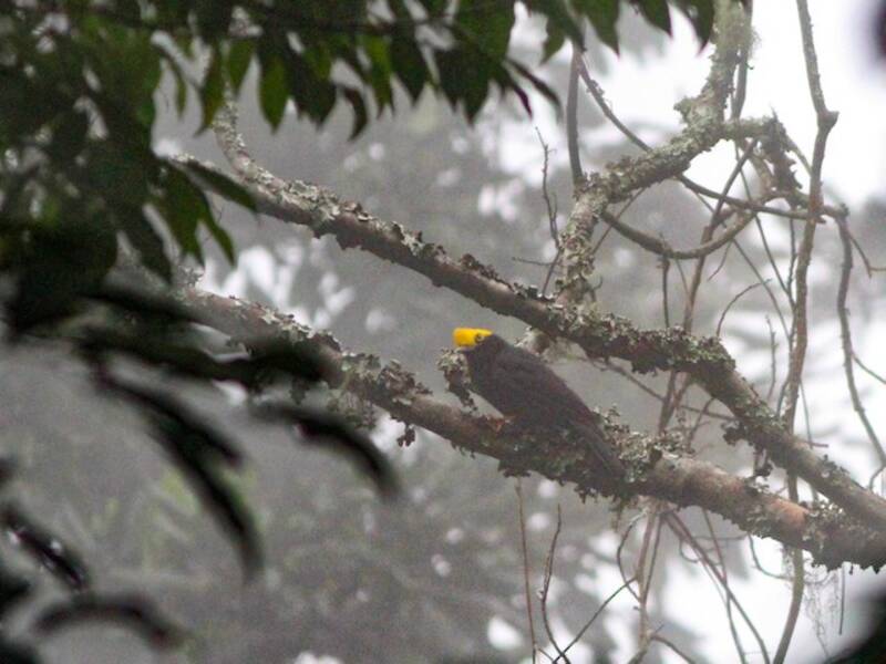 Yellow-crested Helmetshrike, Photos 2