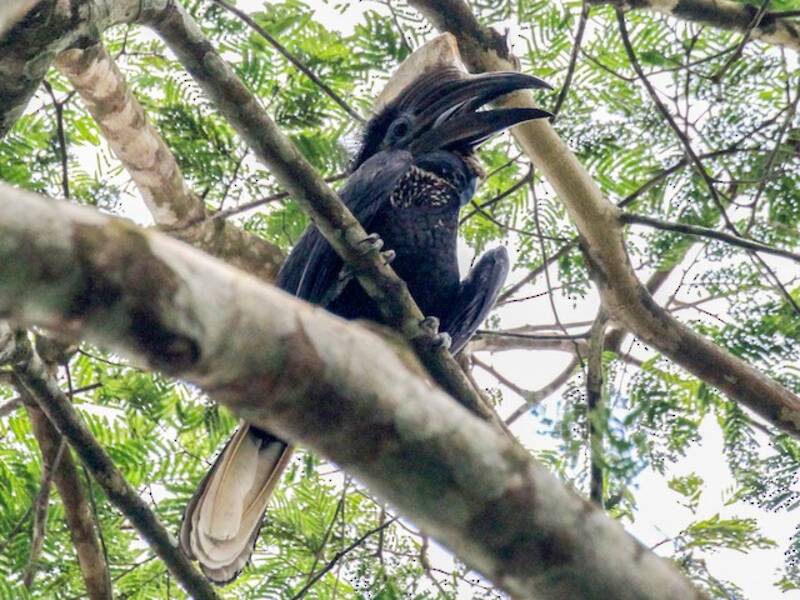 Yellow-casqued Hornbill, 照片 4