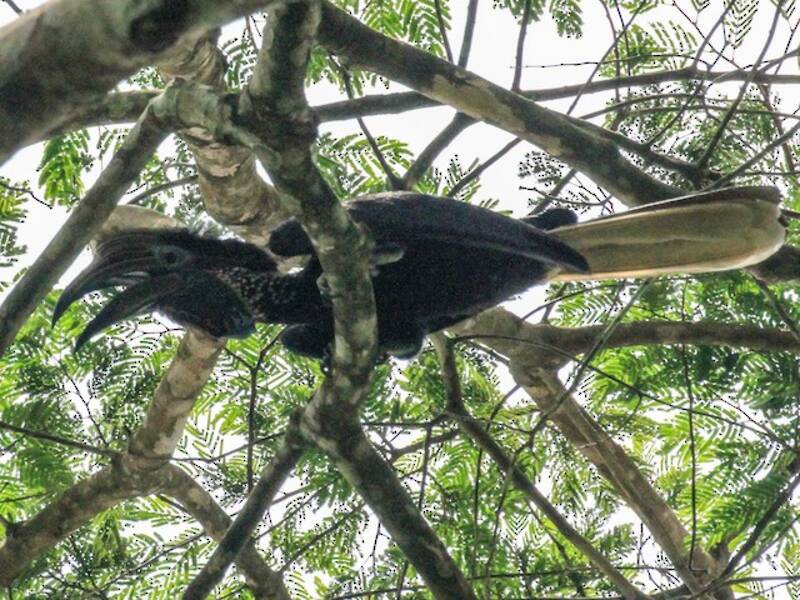 Yellow-casqued Hornbill, 照片 2