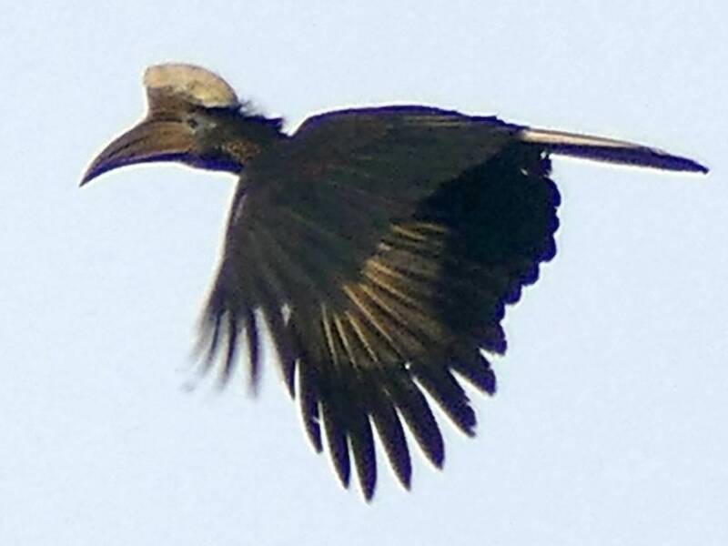 Yellow-casqued Hornbill