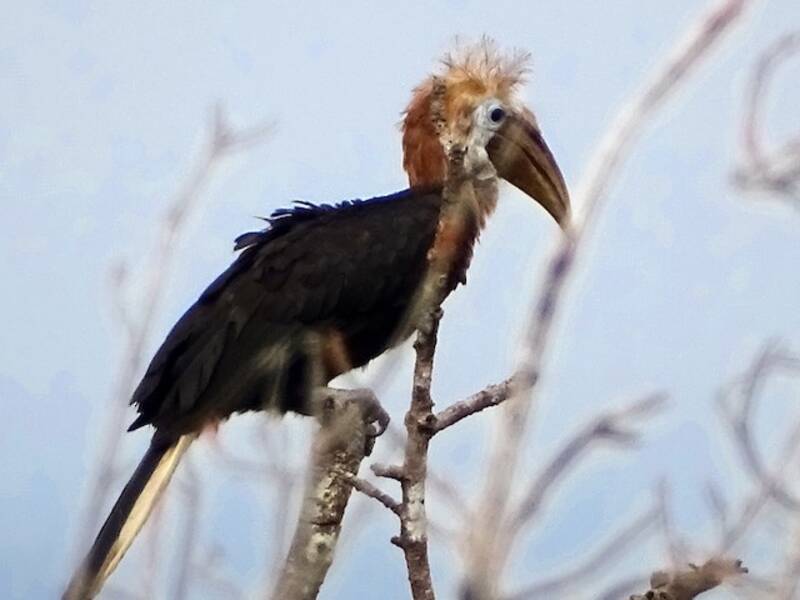 Yellow-casqued Hornbill, 照片 3