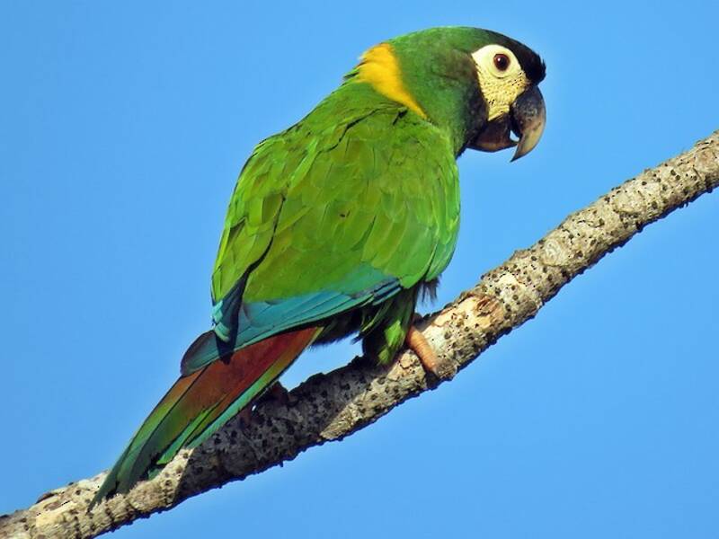 Yellow-collared Macaw, 照片 3