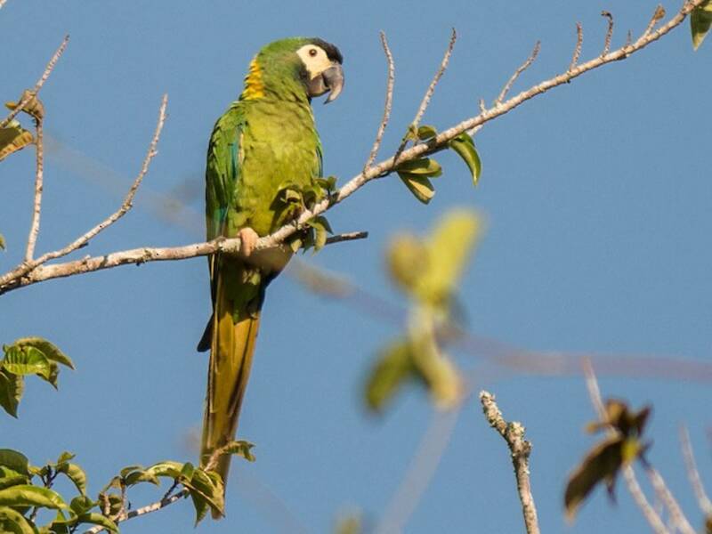 Yellow-collared Macaw
