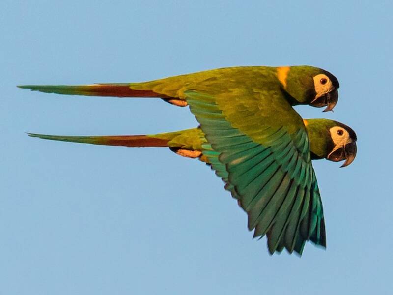 Yellow-collared Macaw, 照片 2